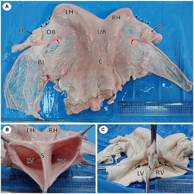 True uterus didelphys in she-camel: a case report and review of literature